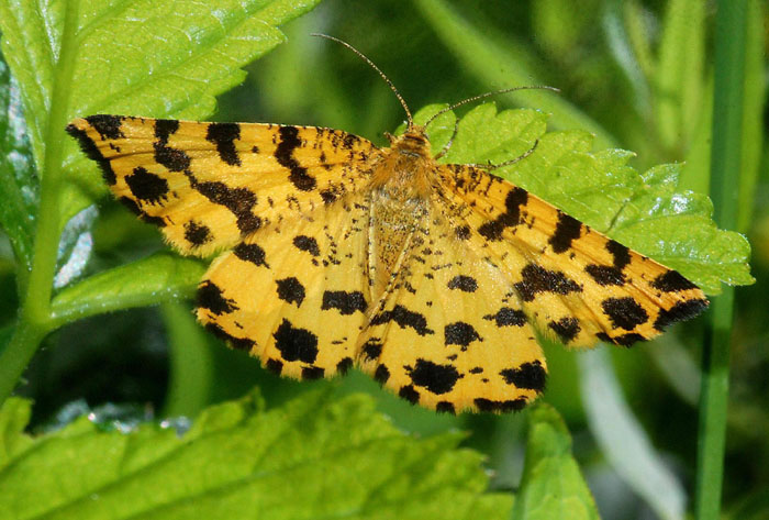 bel Geometridae - Pseudopanthera macularia